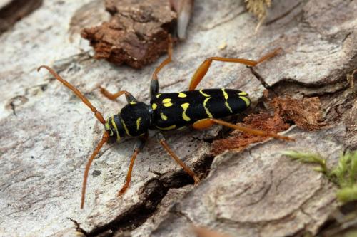 Plagionotus arcuatus